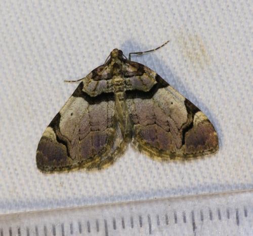 Réf. 246 871 : Anticlea derivata
